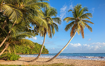 Grenada, , palm trees, caribbean sea, paradise, waves, beautiful nature, summer, travel concepts HD wallpaper