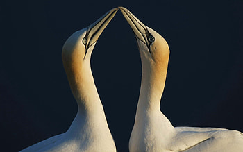 Animals, Birds, Beak, Couple, Pair HD wallpaper
