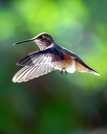 Captivating of a hummingbird in flight with blurred green background. HD phone wallpaper