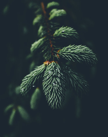 Needle, Drops, Macro, Branch HD phone wallpaper