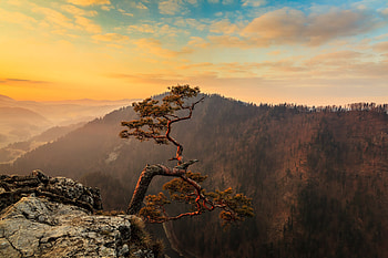 A lone tree along a mountain ridge, nature, tree HD wallpaper