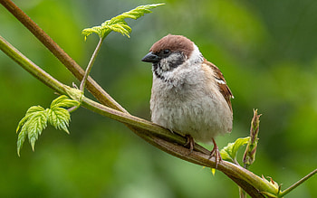 Eurasian Tree Sparrow, branch, leaves, sparrow, bird, Latvia, macro, tree HD wallpaper