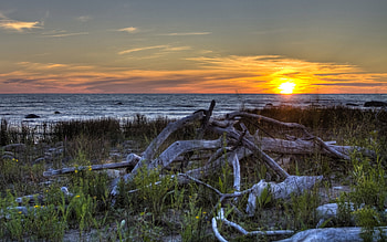 Macgregor Point Sunset, driftwood, clouds, flowers, rocks, lake, sunset, beach HD wallpaper