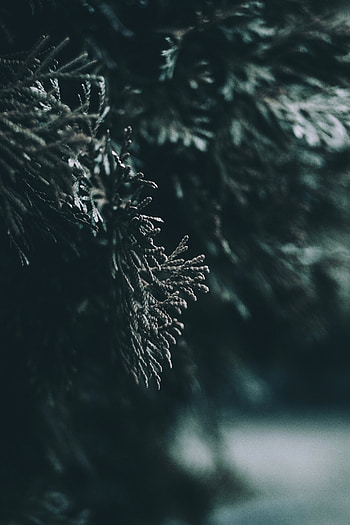Leaves, Macro, Blur, Smooth, Branch HD phone wallpaper