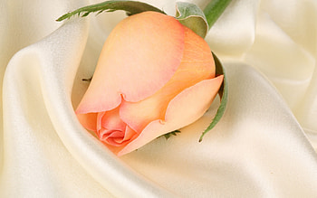 Plants, Flowers, Roses HD wallpaper