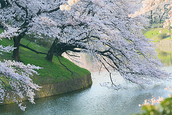 Leaning Tree Towards Riverside, river, trees, nature, winter HD wallpaper