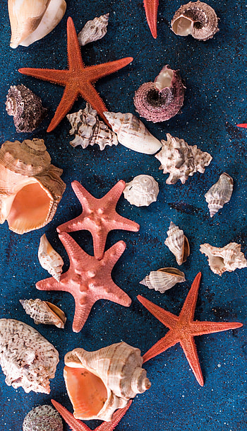 Sea star beach towel, Seashell and starfish design, Beach accessories, Coastal fashion statement HD phone wallpaper