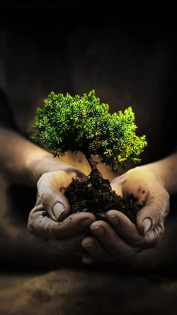 Nature, bonsai, finger HD phone wallpaper