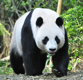 Animals, Muzzle, Animal, Panda, Claws HD wallpaper