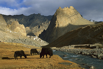Animals, Nature, Rivers, Mountains, Asia, Pasture HD wallpaper