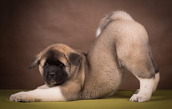 Animals, Cool, Puppy, American Akita HD wallpaper