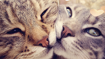 Animals, Cats, Glare, Couple, Pair, Muzzle HD wallpaper
