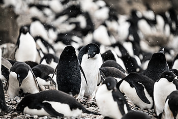Penguin, aquatic life, herd HD wallpaper