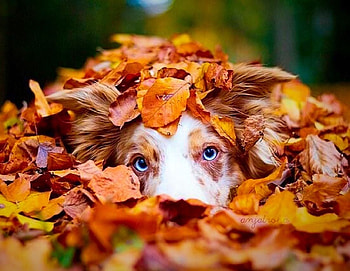 :P, dog, blue, eyes, autumn, leaf, orange, toamna, caine, australian shepherd HD wallpaper