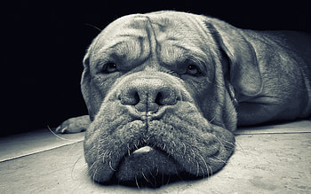 Animals, Dogs HD wallpaper