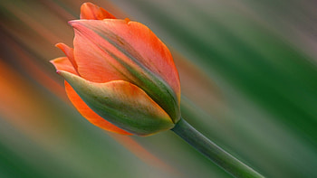 Tulip, masro, petals, flower HD wallpaper