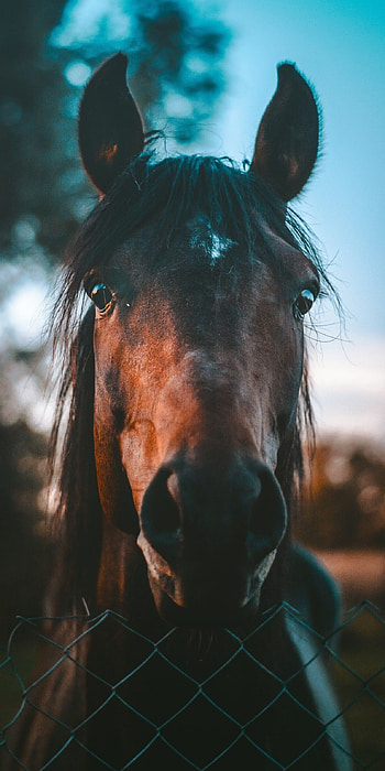 Captivating horse , Top-quality visuals, Mobile elegance, Background enchantment HD phone wallpaper