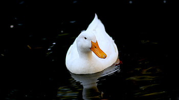 Pekin, Ducks HD wallpaper