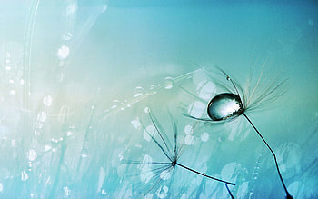 Sky, Drops, Macro, Shine, Light, Dandelion, Seeds, Seed HD wallpaper