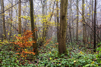 Nature, Trees, Grass, Forest, Branches, Branch HD wallpaper