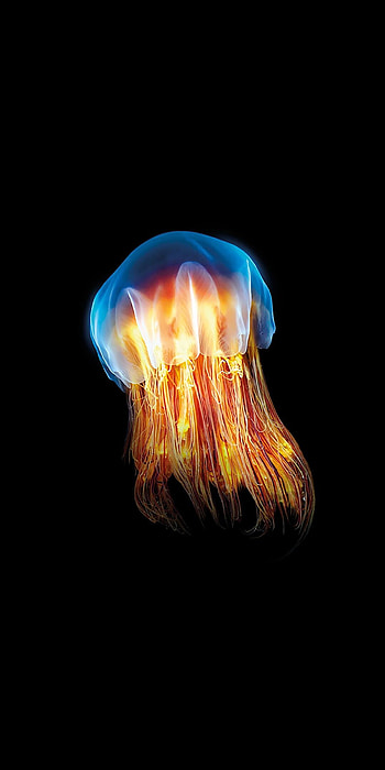 Dark jellyfish, Striking , Eerie beauty, Mysterious sea creatures HD phone wallpaper