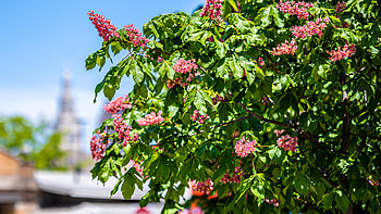 Chestnut tree, , Flowers, Spring HD wallpaper