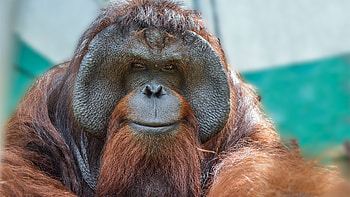Orangutan outreach, Conservation efforts, Protecting habitat, Preserving species HD wallpaper