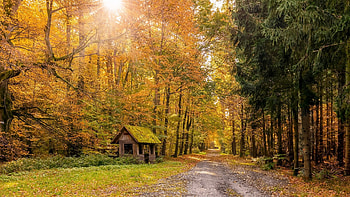 Autumn road, House, Autumn, Forest, Trees, Road HD wallpaper