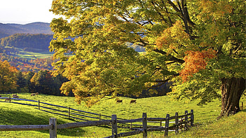 Nature, Grass, Summer, Wood, Tree HD wallpaper