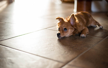 Animals, To Lie Down, Lie, Puppy, Floor HD wallpaper