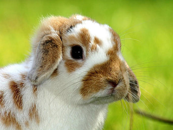 Animals, Rabbits HD wallpaper