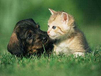 Baby buddies, kitten, puppy, white, black, brown, grass, friends HD wallpaper