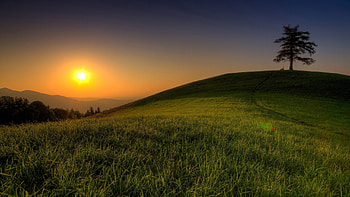 Nature, Grass, Sun, Summer, Shine, Light, Wood, Tree, Evening, Hill, Serenity HD wallpaper