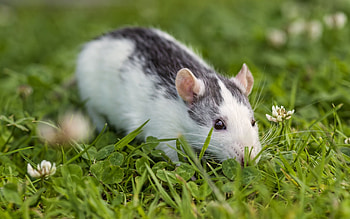 Animals, Grass, Eyes, Clover, Rodent, Rat HD wallpaper