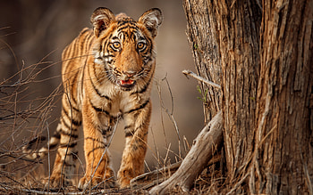 Tiger, animal, nature, cat HD wallpaper
