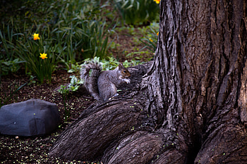 Animals, Squirrel, Wood, Tree, Brown, Animal, Rodent HD wallpaper