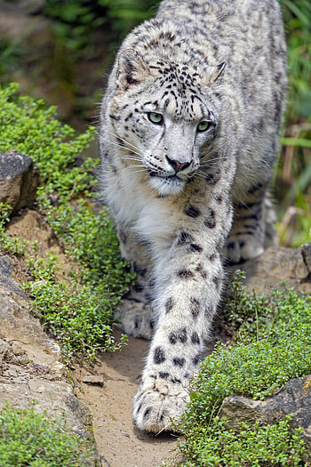 Animals, Stones, Snow Leopard, Predator, Big Cat, Sight, Opinion HD phone wallpaper