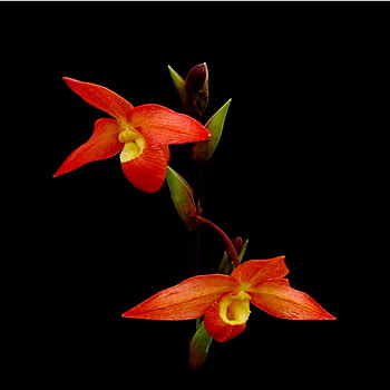 orchid, egzotic, red, flower HD wallpaper