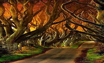 beautiful, fall, trees, road, nature, forest, tree HD wallpaper