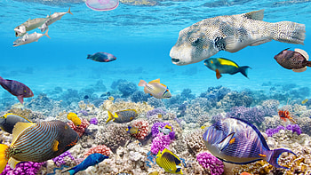 Underwater, Great Barrier Reef HD wallpaper