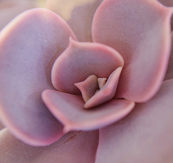 Pink, succulents, close up HD wallpaper