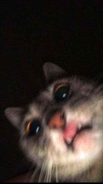 ܓ Funny Cats Faces HD phone wallpaper