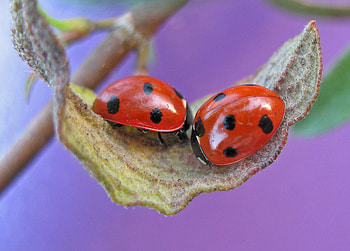 Ladybug Pair, pair, two, leaf, ladybirds HD wallpaper