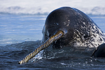 Narwhal, Unicorns of the sea, Paul Nicklen HD wallpaper