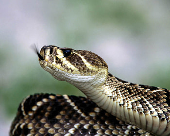 Spotted-Python, snake, poisen, reptile, python HD wallpaper