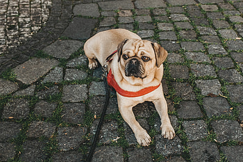 Animals, Lies, Dog, Leash, Stroll, Collar, Pug HD wallpaper