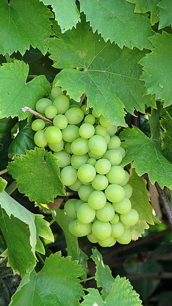 Green, Grapes HD phone wallpaper