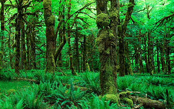 amazing forest, forest, fern, tree, moss HD wallpaper