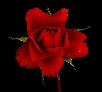 just a rose, rose, art , still life, alone, red HD wallpaper
