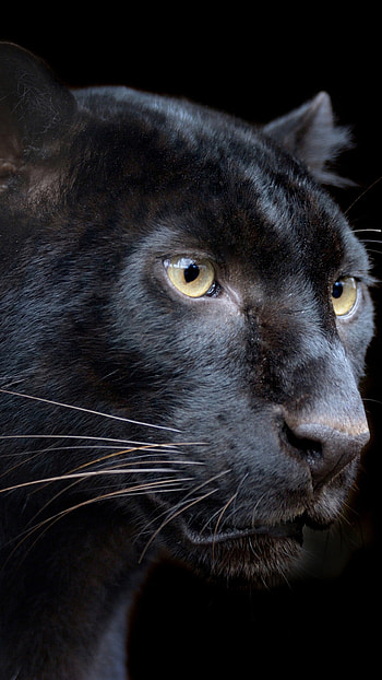 Black Panther, Animal, Animal, Panther HD phone wallpaper